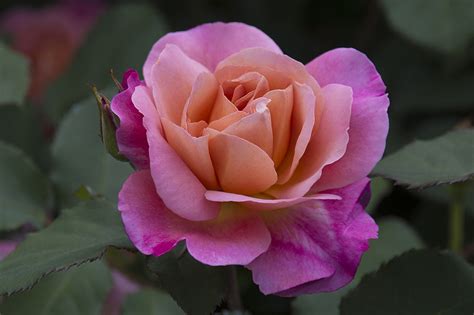 Heirloom roses oregon - Free Shipping on orders over $50.00, Handgrown in Oregon, USA. 1-year Guarantee on all of our Own Root Roses. Golden Gate Rose. Free Shipping on orders over $50.00, Handgrown in Oregon, USA. 1-year Guarantee on all of our Own Root Roses. ... Heirloom vs. Old Garden Roses; Start Here: Introduction To Roses; Own-Root Roses; Rootstock; Rose Mosaic ...